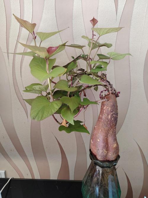 红薯发芽了怎么种盆栽?家庭阳台种植全流程指南 红薯发芽了怎么种盆栽?家庭阳台种植全流程指南