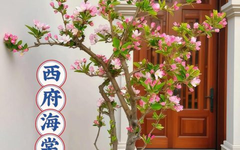 窗前种海棠树好吗？从光照、根系与观赏角度全面分析