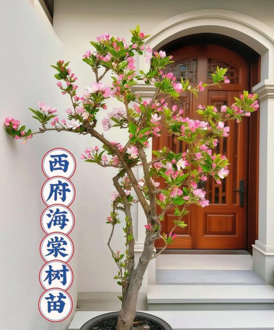 窗前种海棠树好吗？从光照、根系与观赏角度全面分析