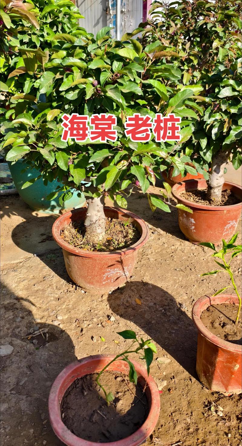 窗前种海棠树好吗?从光照、根系与观赏角度全面分析 光照与水肥精准方案:按季节量化管理