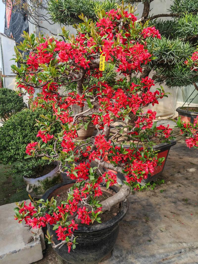 窗前种海棠树好吗?从光照、根系与观赏角度全面分析 越冬与越夏管理:分气候带操作清单