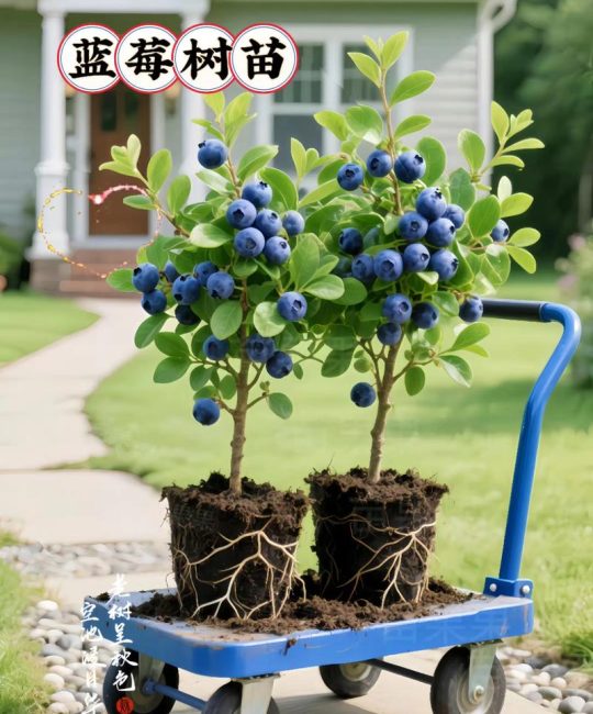 如何养殖蓝莓树？家庭盆栽蓝莓日常养护全指南
