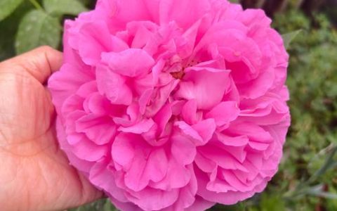 牡丹型月季花的优缺点及家庭养护全指南