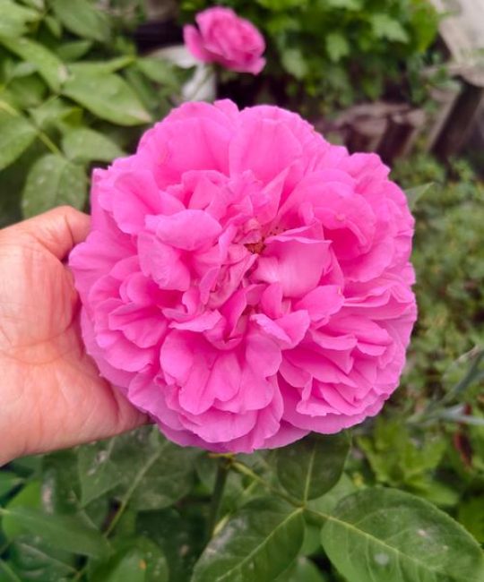 牡丹型月季花的优缺点及家庭养护全指南