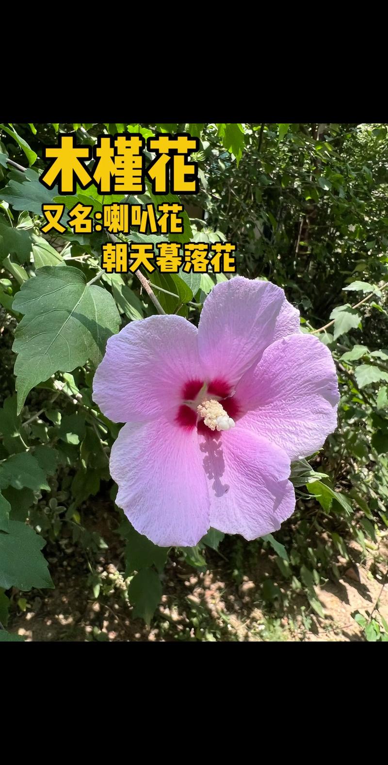 木槿花什么时候开?详解木槿花期、养护与促花技巧 影响木槿开花的关键因素