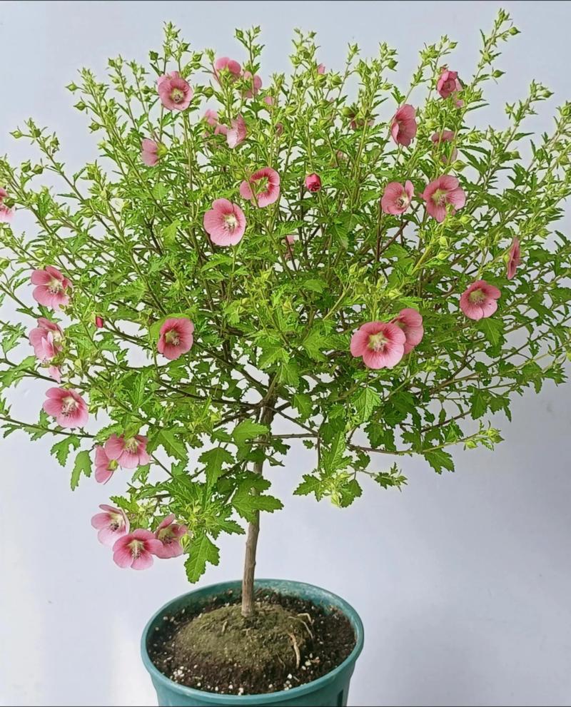 木槿花什么时候开?详解木槿花期、养护与促花技巧 促花促果养护操作步骤
