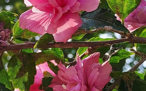 木槿花什么时候开？详解木槿花期、养护与促花技巧