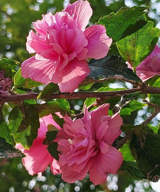 木槿花什么时候开？详解木槿花期、养护与促花技巧