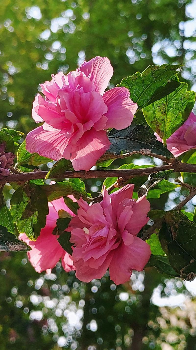 木槿花什么时候开?详解木槿花期、养护与促花技巧 木槿花期与观赏期详解