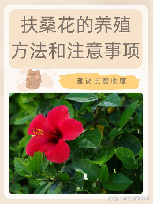 木槿花什么时候开?详解木槿花期、养护与促花技巧 总结