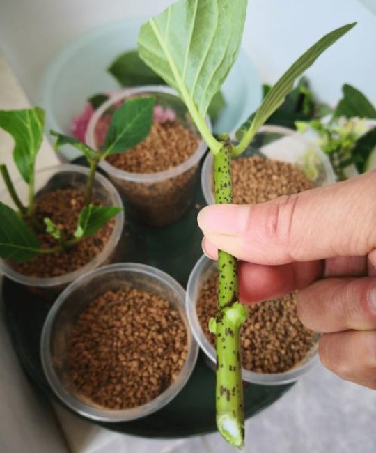 绣球花扦插成活率高方法：从时间到养护的完整指南
