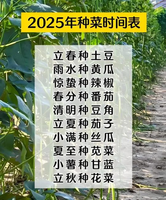 菜花什么时候种植是最佳时间？菜花种植全流程技术指南