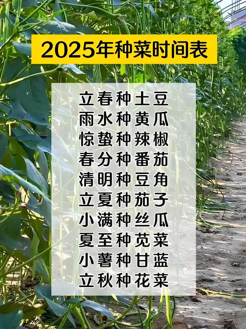 菜花什么时候种植是最佳时间?菜花种植全流程技术指南 菜花什么时候种植是最佳时间?菜花种植全流程技术指南