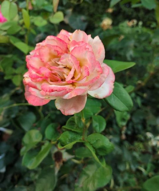 冬季的月季花怎么形容？耐寒品种花色与养护全解析