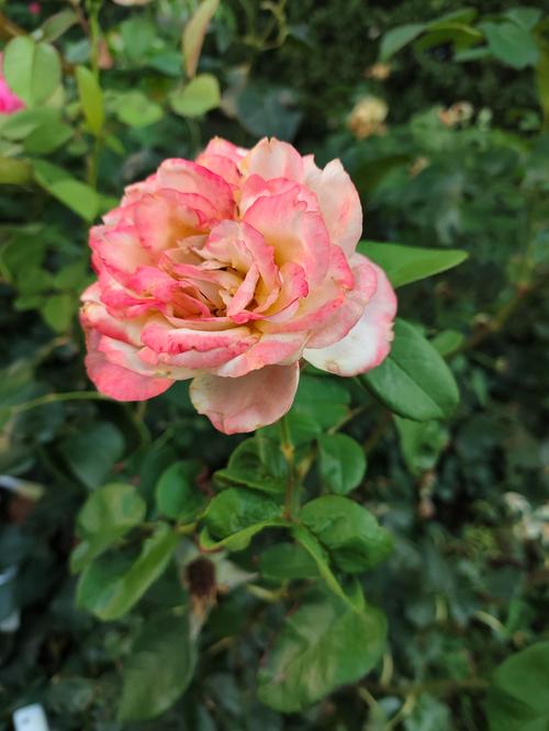 冬季的月季花怎么形容?耐寒品种花色与养护全解析 冬季的月季花怎么形容?耐寒品种花色与养护全解析