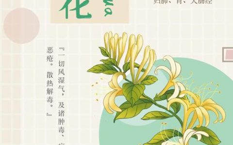 金银花不能与什么同食？园艺专家详解种植与食用禁忌