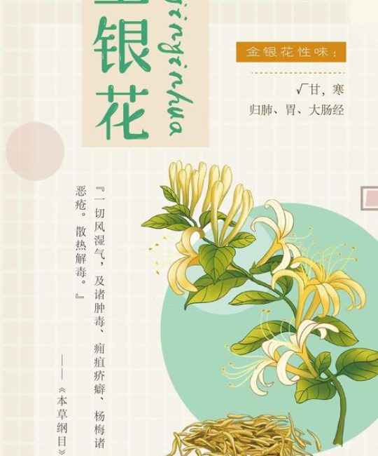 金银花不能与什么同食？园艺专家详解种植与食用禁忌