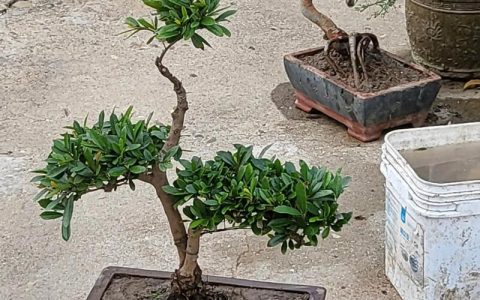 中华蚊母盆景是名贵树种吗？价值解析与养护指南