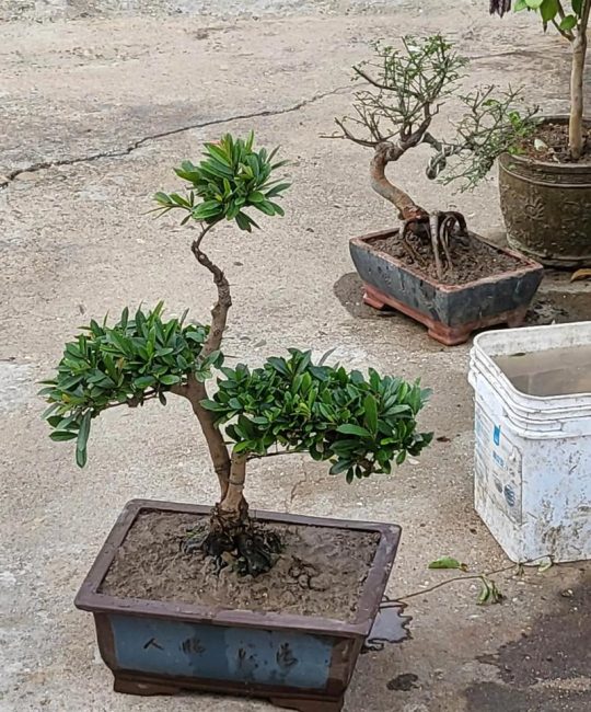 中华蚊母盆景是名贵树种吗？价值解析与养护指南