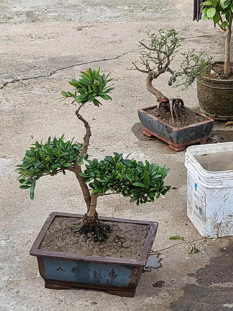 中华蚊母盆景是名贵树种吗?价值解析与养护指南 中华蚊母盆景是名贵树种吗?价值解析与养护指南