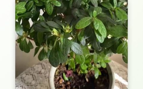 杜鹃花喜水吗？几天浇一次水？家庭养护全指南