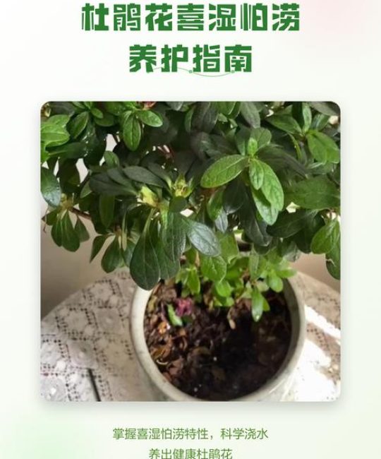 杜鹃花喜水吗？几天浇一次水？家庭养护全指南