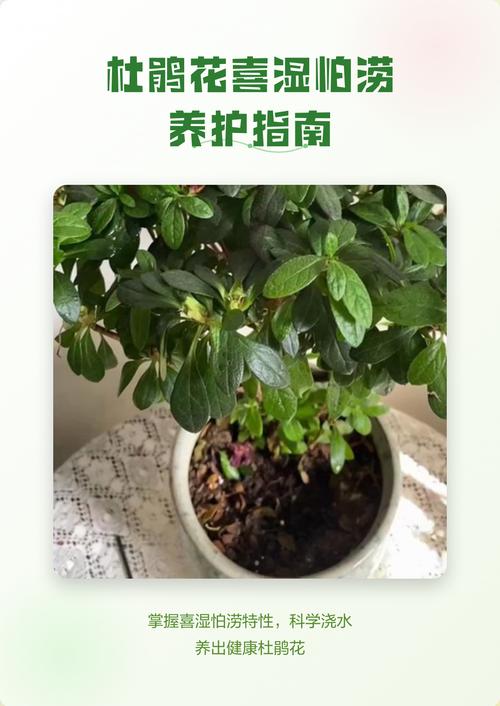 杜鹃花喜水吗?几天浇一次水?家庭养护全指南 杜鹃花喜水吗?几天浇一次水?家庭养护全指南