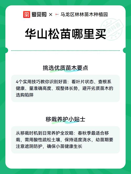 华山松树苗采购完全指南:渠道鉴别、规格标准与验收要点 综合评估结论