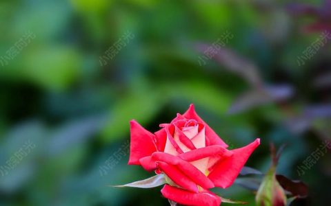 月季花的寓意与养护全攻略：科学解读与文化传承