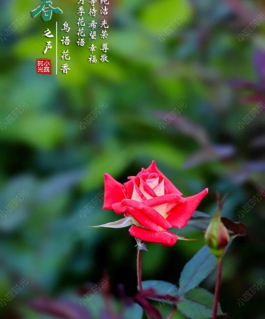 月季花的寓意与养护全攻略：科学解读与文化传承