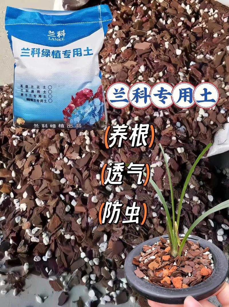兰花用什么土养比较好?新手必看的基质选择指南 换盆与用土注意事项