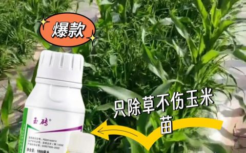 玉米苗前除草剂有哪些？安全高效的封闭除草方案