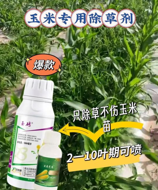 玉米苗前除草剂有哪些？安全高效的封闭除草方案