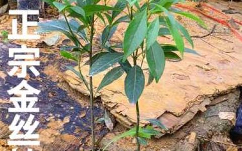 正宗金丝楠木树苗种植指南：选购、辨别与养护全攻略
