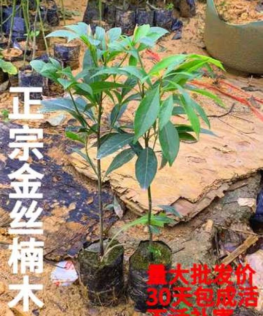 正宗金丝楠木树苗种植指南：选购、辨别与养护全攻略
