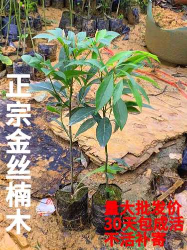 正宗金丝楠木树苗种植指南:选购、辨别与养护全攻略 正宗金丝楠木树苗种植指南:选购、辨别与养护全攻略