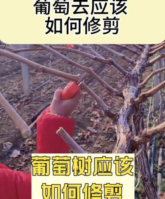 葡萄种植全攻略：如何通过科学修剪实现高产挂果