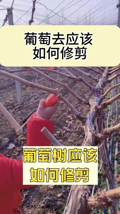 葡萄种植全攻略:如何通过科学修剪实现高产挂果 葡萄种植全攻略:如何通过科学修剪实现高产挂果