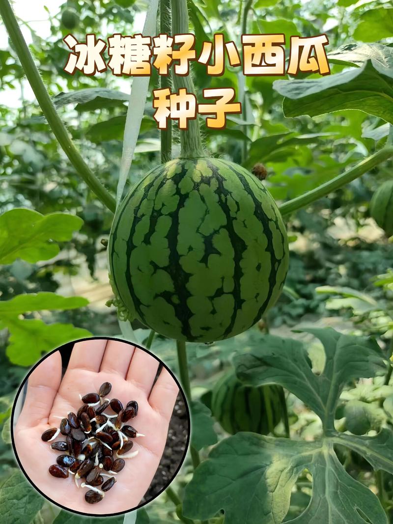 买的西瓜种子可以直接种吗? 五、常见误区提醒