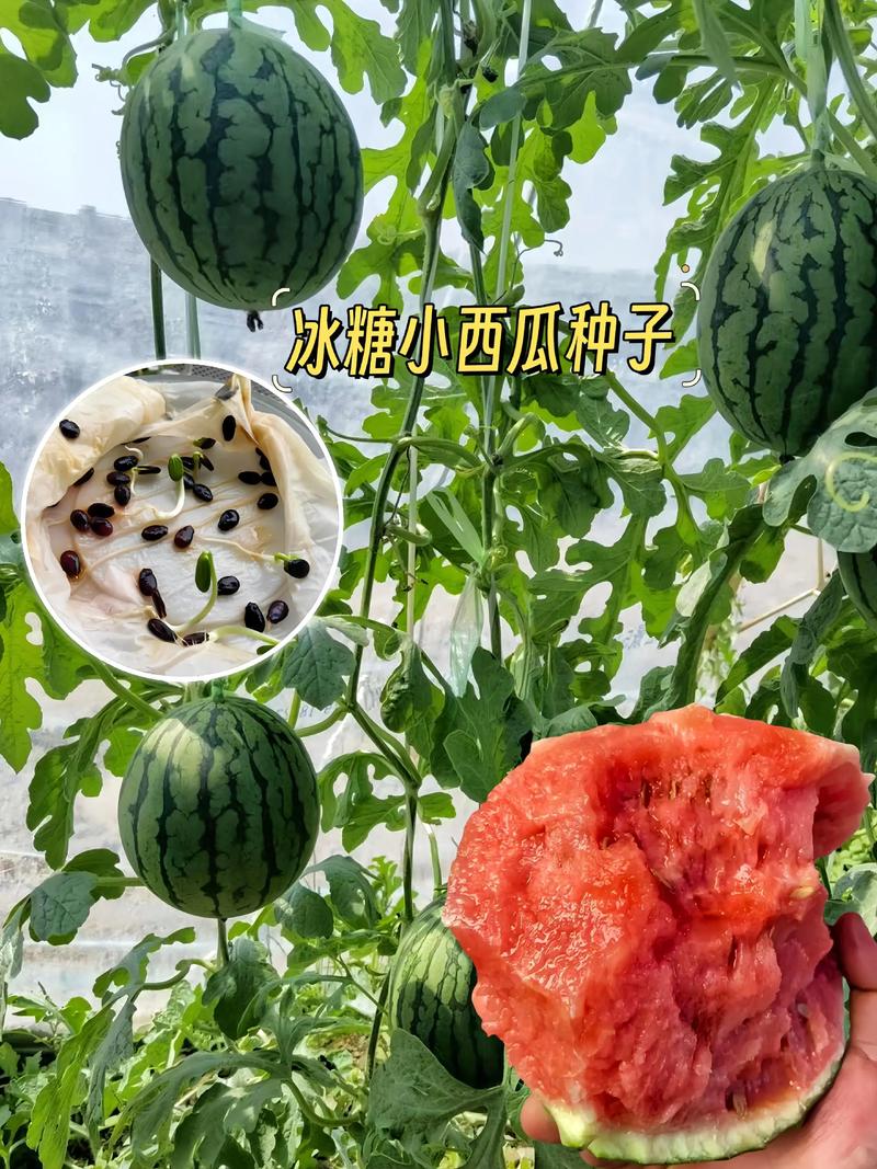 买的西瓜种子可以直接种吗? 总结
