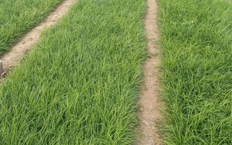 麦冬适合什么时候种植？一篇讲清最佳时间、土壤和栽植方法