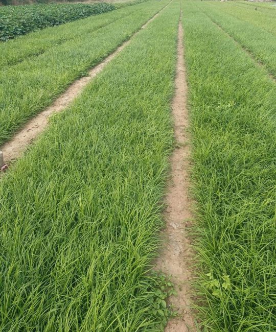 麦冬适合什么时候种植？一篇讲清最佳时间、土壤和栽植方法