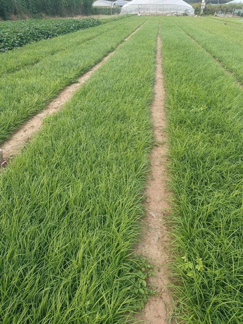 麦冬适合什么时候种植?一篇讲清最佳时间、土壤和栽植方法 麦冬适合什么时候种植
