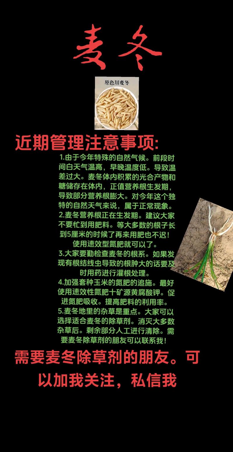 麦冬适合什么时候种植?一篇讲清最佳时间、土壤和栽植方法 土壤环境怎么准备