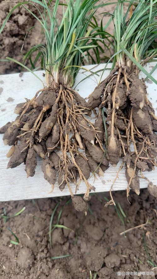 麦冬适合什么时候种植?一篇讲清最佳时间、土壤和栽植方法 浇定根水怎么浇