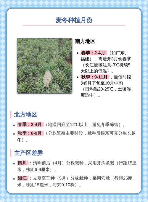 麦冬适合什么时候种植?一篇讲清最佳时间、土壤和栽植方法 缓苗管理要抓紧
