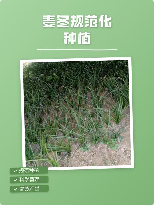 麦冬适合什么时候种植?一篇讲清最佳时间、土壤和栽植方法 成活注意事项