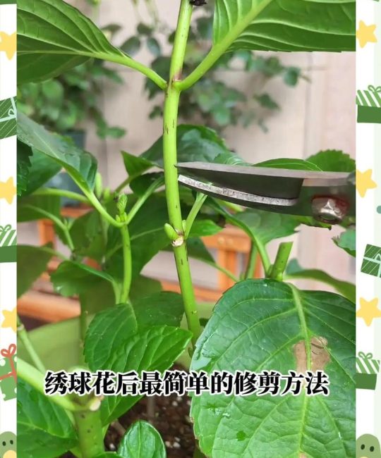 圆锥绣球花养殖指南：花色调控、光照水肥与越冬修剪全攻略