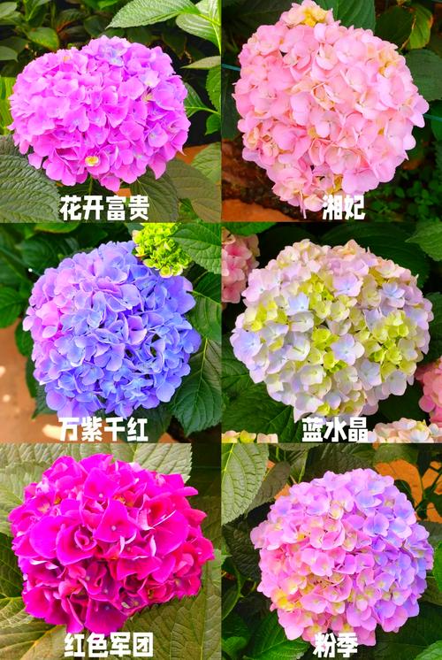 圆锥绣球花养殖指南:花色调控、光照水肥与越冬修剪全攻略 光照与水肥精准方案