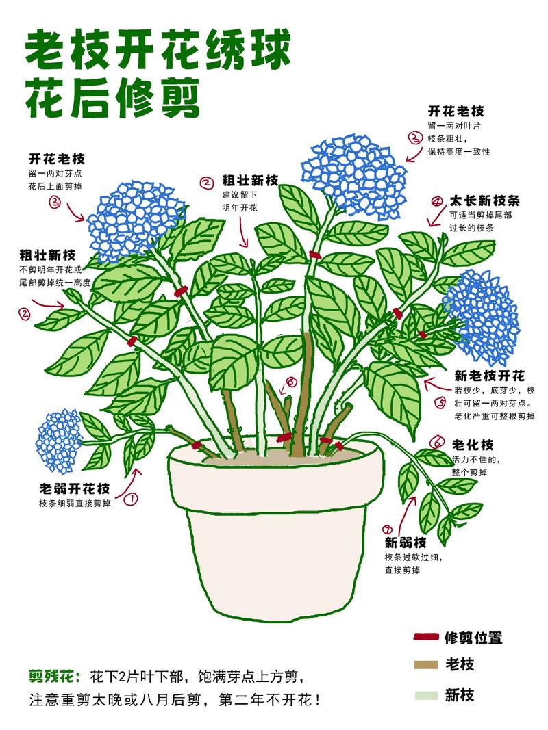 圆锥绣球花养殖指南:花色调控、光照水肥与越冬修剪全攻略 盆栽/地栽选择决策